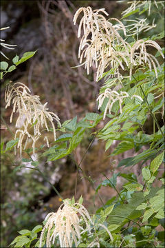 Image of bride's feathers