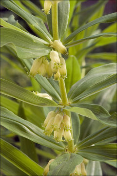 Слика од Polygonatum verticillatum (L.) All.