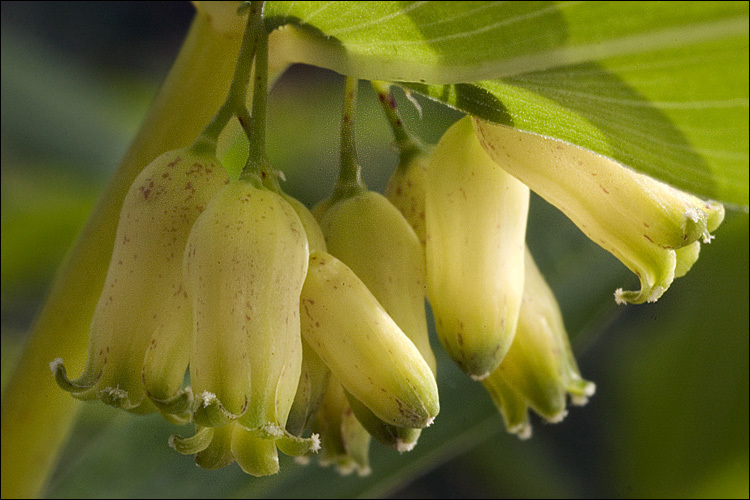 Слика од Polygonatum verticillatum (L.) All.