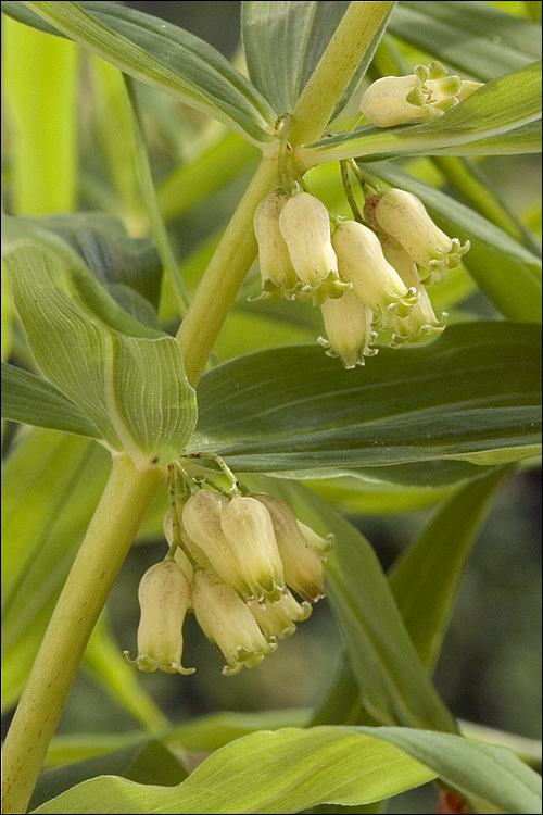 Слика од Polygonatum verticillatum (L.) All.