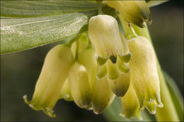 Слика од Polygonatum verticillatum (L.) All.