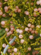 Image of juniper mistletoe