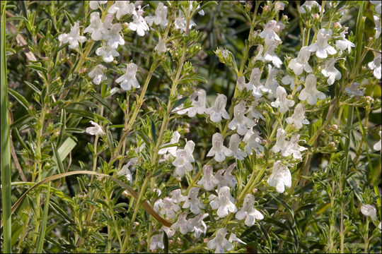 Image of Satureja montana subsp. variegata (Host) P. W. Ball