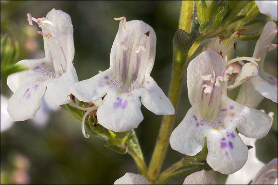 Image of Satureja montana subsp. variegata (Host) P. W. Ball