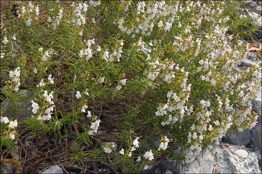 Imagem de Satureja montana subsp. variegata (Host) P. W. Ball