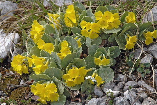 Image of Primula auricula L.