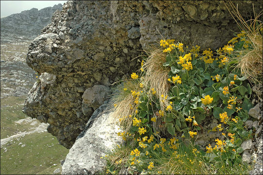 Image of Primula auricula L.