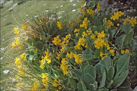 Image of Primula auricula L.