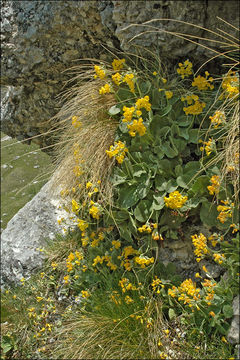 Image of Primula auricula L.