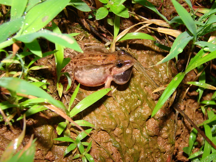 Image of Asian Grass Frog