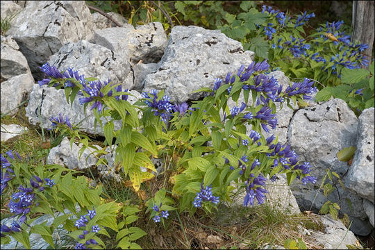 Image of Gentiana asclepiadea L.