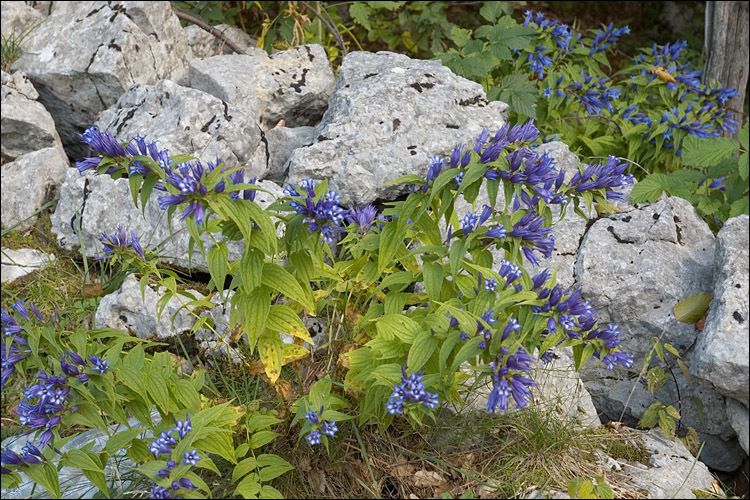 Gentiana asclepiadea L.的圖片