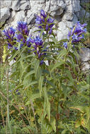 Image of Gentiana asclepiadea L.