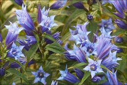 Gentiana asclepiadea L.的圖片