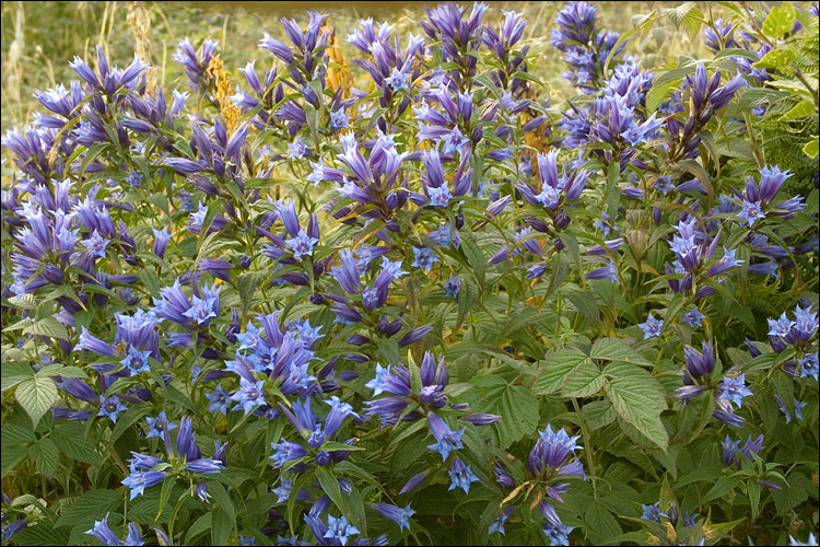 Gentiana asclepiadea L.的圖片