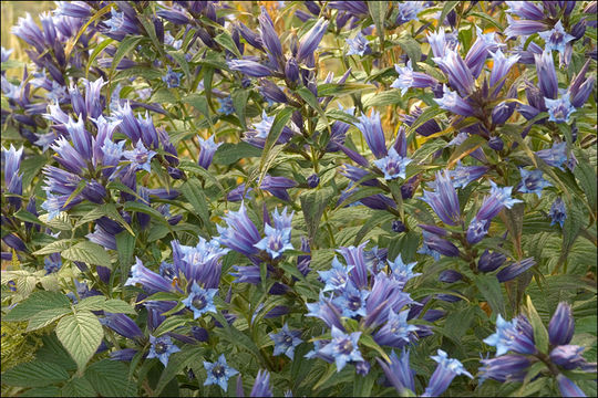 Image of Gentiana asclepiadea L.