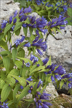 Image of Gentiana asclepiadea L.