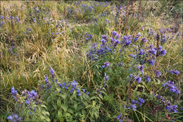 Gentiana asclepiadea L.的圖片