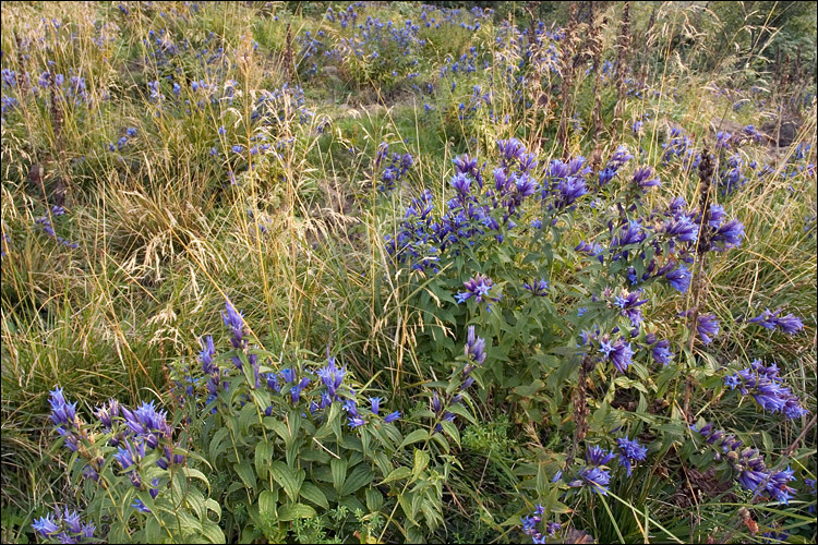 Image of Gentiana asclepiadea L.