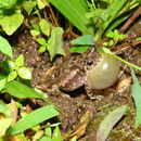 Image of Schneider's Toad