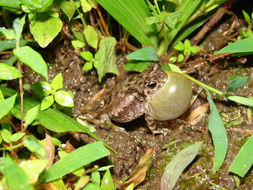 Image of Schneider's Toad