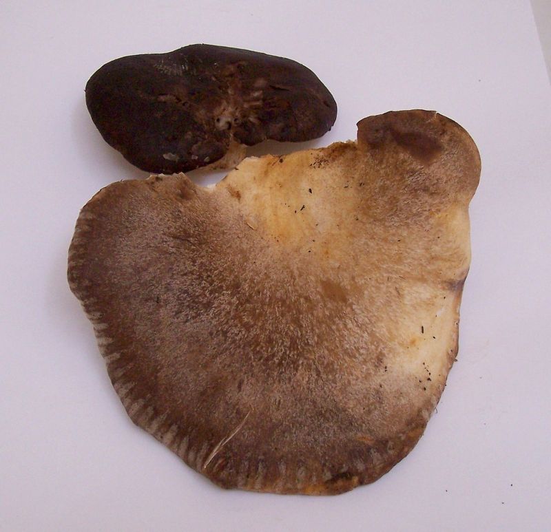 Image of King oyster