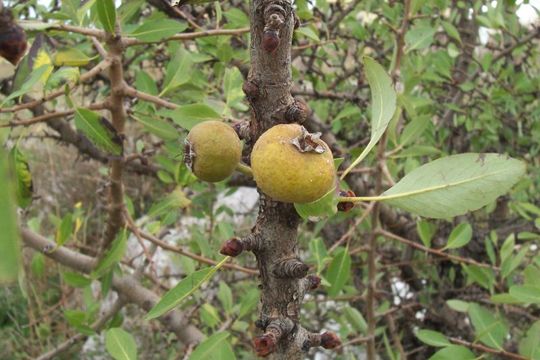 Imagem de <i>Pyrus amygdaliformis</i>