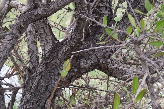 Imagem de <i>Pyrus amygdaliformis</i>