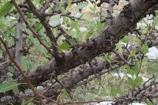 Image de <i>Pyrus amygdaliformis</i>