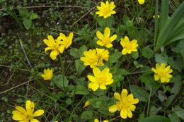 Image of autumn buttercup