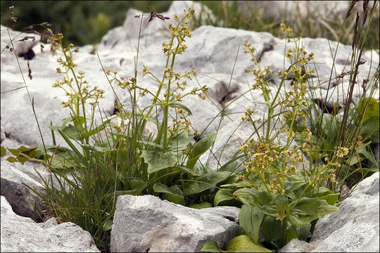 Image of Valeriana elongata Jacq.