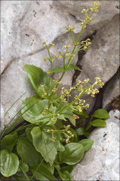 Image de Valeriana elongata Jacq.