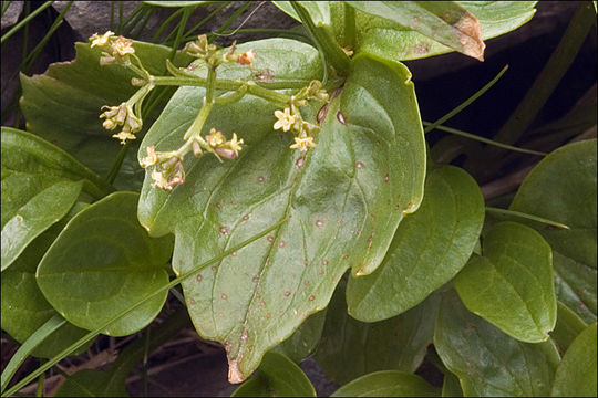 Image de Valeriana elongata Jacq.