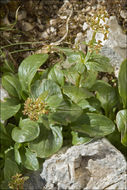 Image de Valeriana elongata Jacq.