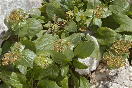 Image de Valeriana elongata Jacq.