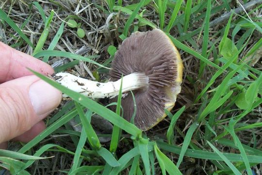 Image of <i>Stropharia coronilla</i>