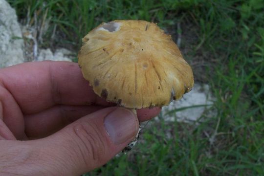 Image of <i>Stropharia coronilla</i>