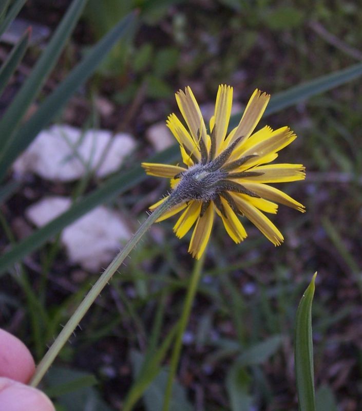 Plancia ëd Leontodon tuberosus L.