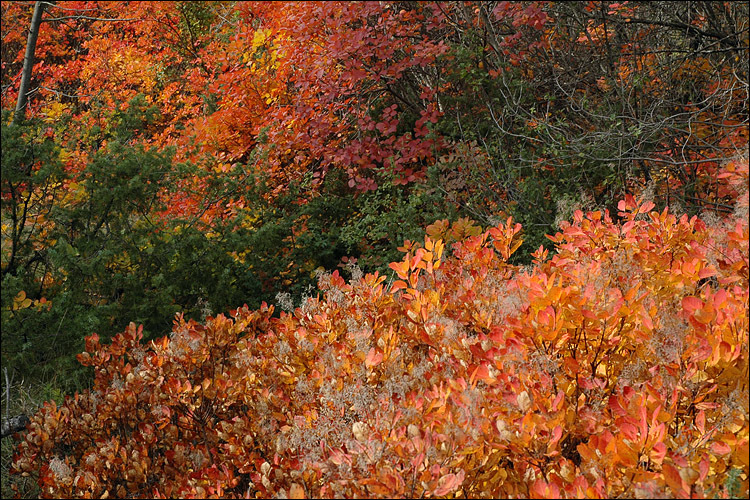 Image of European smoketree