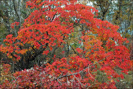 Cotinus coggygria Scop. resmi