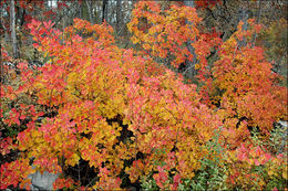 Cotinus coggygria Scop. resmi