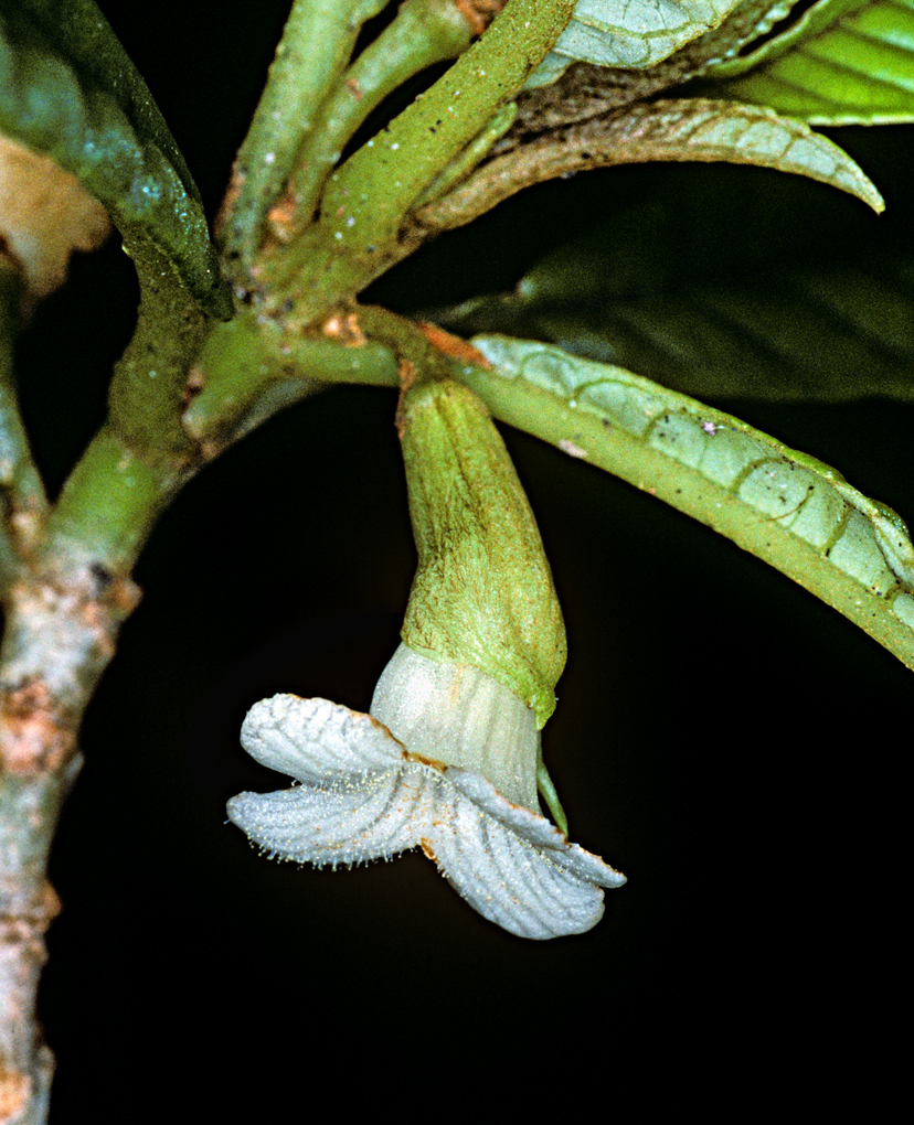 Image of Long-Leaf Cyrtandra