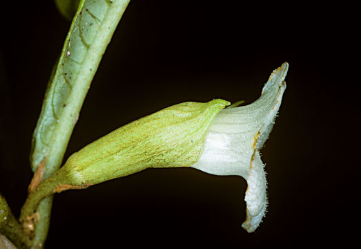 Sivun Cyrtandra longifolia (Wawra) Hillebr. ex C. B. Clarke kuva