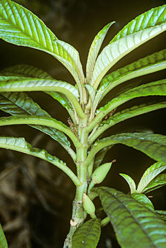 Image of Long-Leaf Cyrtandra