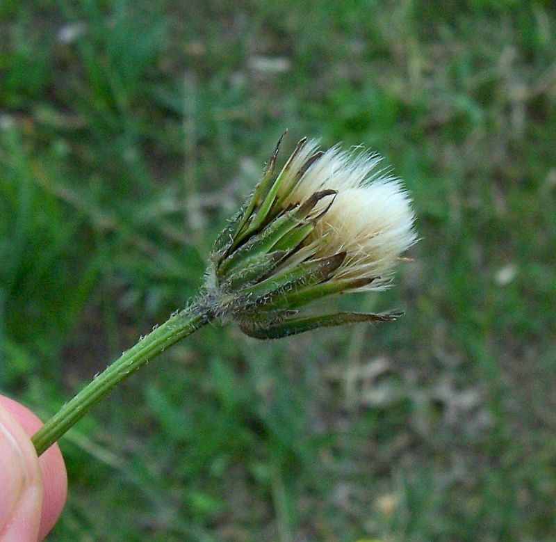 Image of Leontodon tuberosus L.