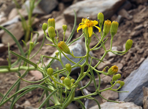 Слика од Senecio spartioides Torr. & A. Gray