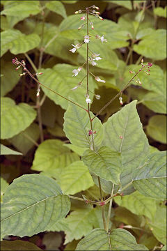 Plancia ëd Circaea lutetiana L.