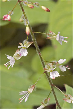 Plancia ëd Circaea lutetiana L.