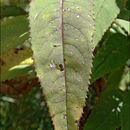 Image of Senecio cacaliaster Lam.