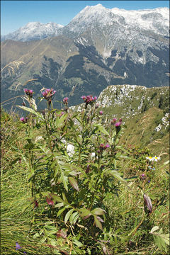 Plancia ëd <i>Serratula tinctoria</i> ssp. <i>macrocephala</i>